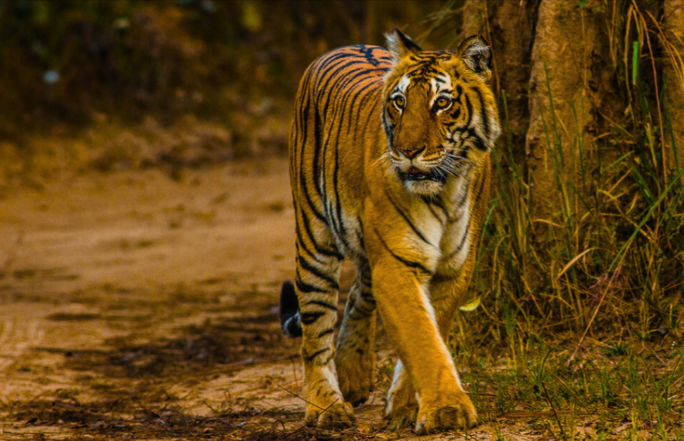 Tiger Conservation in Uttarakhand