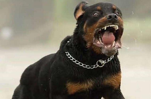 rottweiler.jpg